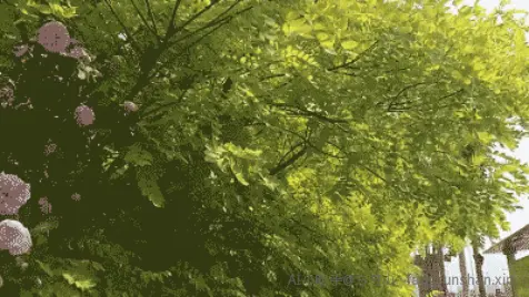 花开暖年_2019-05-09_一纸书信 |《致亲爱的S小姐》_371705-5c1ce37b-2e86-4216-859f-12b4342c8a72.webp