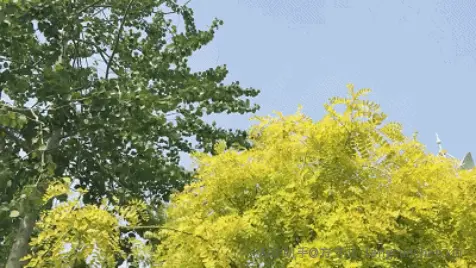 花开暖年_2019-05-09_一纸书信 |《致亲爱的S小姐》_372147-7bb15068-5e8b-4954-b9bf-554e5f562b09.webp