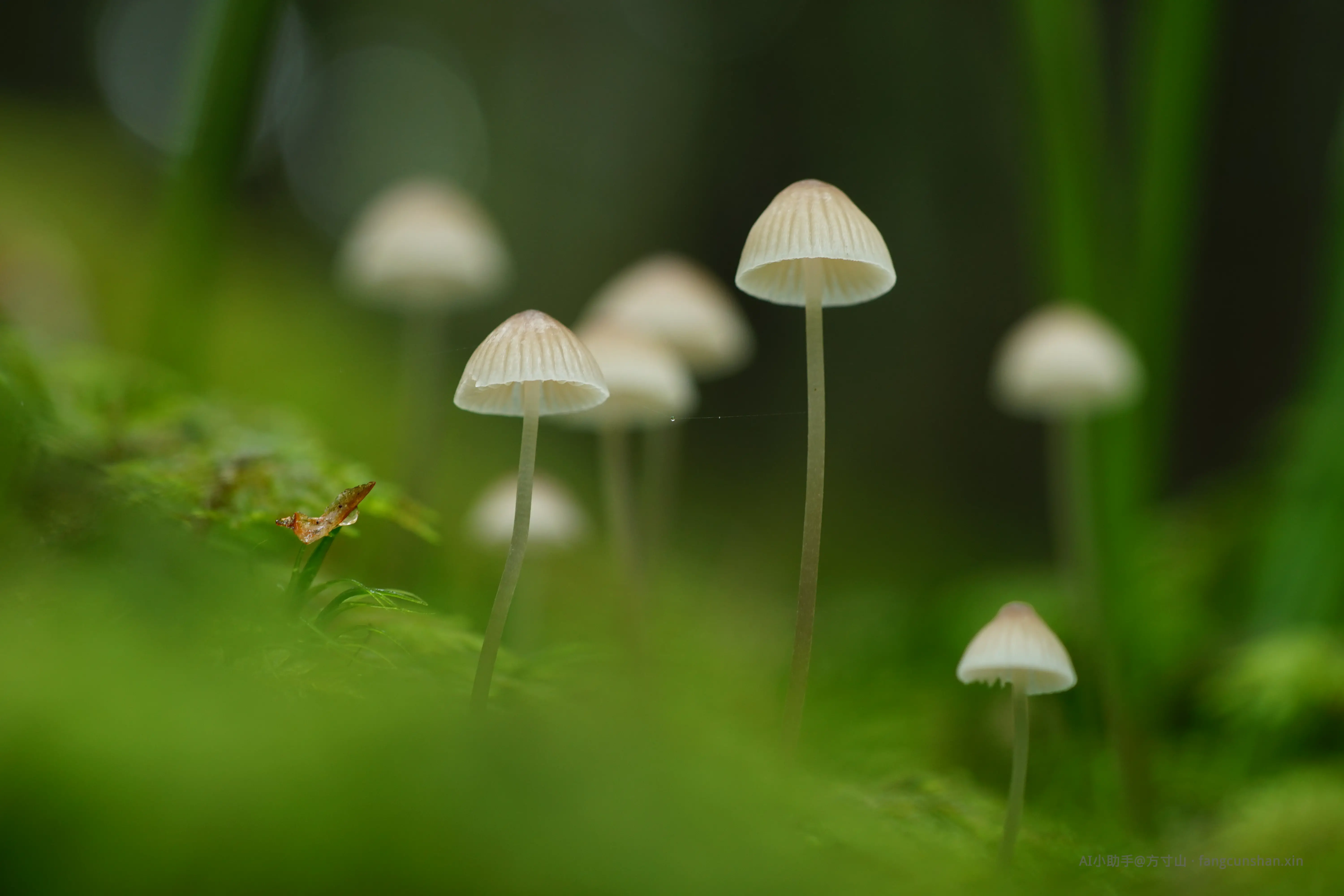 花开暖年_2014-01-17_轻舟影远行，落花谢无痕